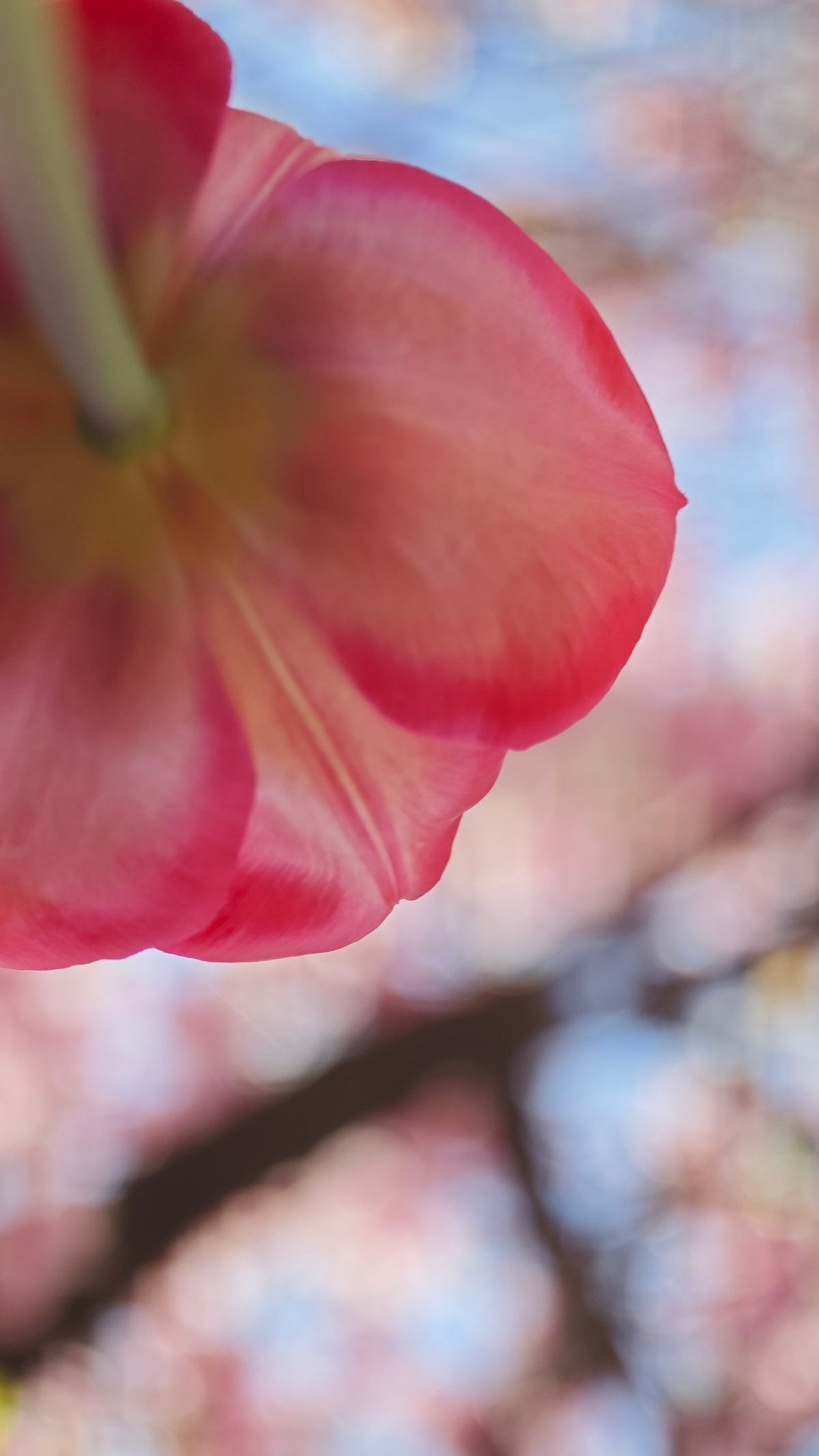 Rosa Tulpe im Gegenlicht zwischen Kirschblüten im Frühling